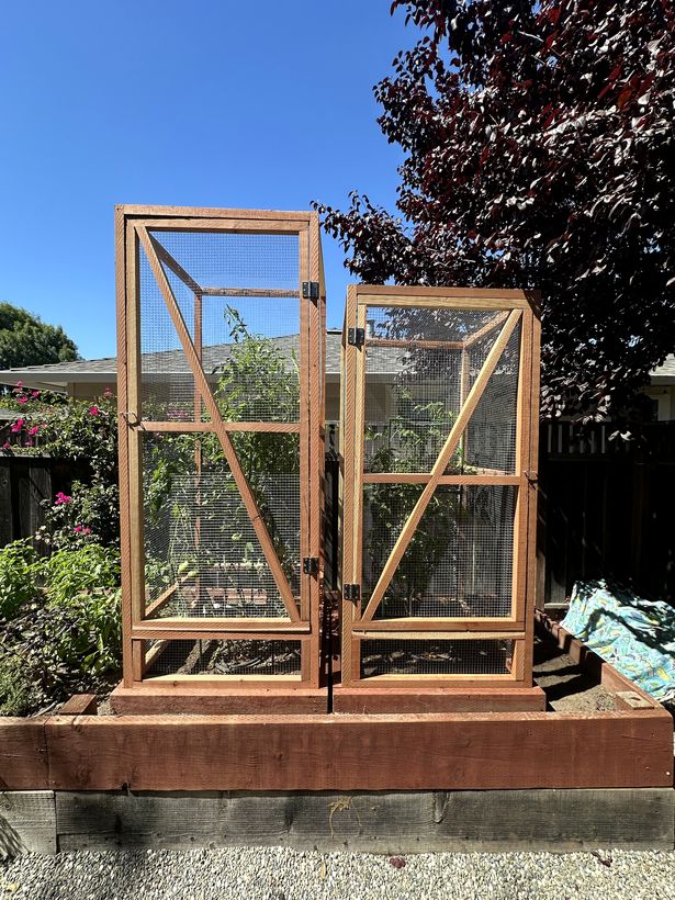 Two redwood-framed wire mesh garden enclosures built on a raised bed